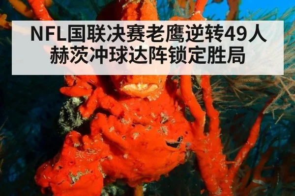 NFL国联决赛老鹰逆转49人 赫茨冲球达阵锁定胜局